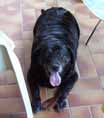 Photo de la Labrador Jade fournie comme modèle à la commande